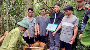 Lực lượng chức năng dẫn giải các đối tượng đến khám nghiệm hiện trường vụ cưa hạ gỗ quý tại tiểu khu 414, xã Lộc Bảo, huyện Bảo Lâm, Lâm Đồng.