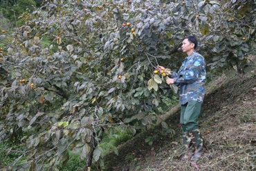 Mô hình trồng hồng không hạt của anh Vi Hoàng Sơn, thôn Bó Lếch, xã Hiệp Lực, huyện Ngân Sơn là một điển hình trong phong trào sản xuất, kinh doanh giỏi. (Ảnh: NGỌC TÚ)