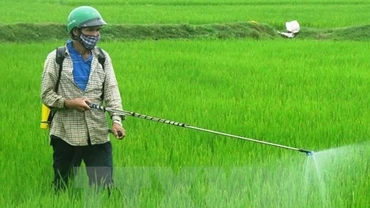 Nông dân phun thuốc trừ cỏ và sâu bệnh cho lúa. (Ảnh: Đoàn Hữu Trung/TTXVN)