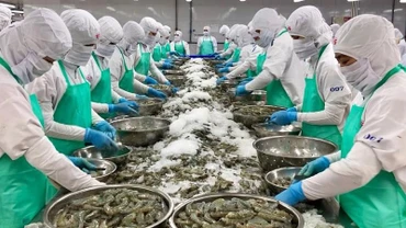 Tôm là một trong những mặt hàng thủy sản xuất khẩu quan trọng của Việt Nam sang Mỹ.