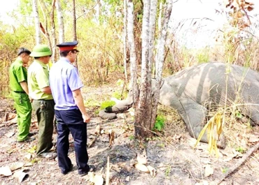 Voi H’Pul chết vào khoảng 17 giờ ngày 23/3 tại khu vực rừng thuộc quản lý của Khu du lịch sinh thái Bản Đôn-Ánh Dương.