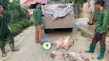 Thu gom lợn nhiễm dịch tả lợn châu Phi đem tiêu hủy tại thành phố Bắc Kạn (ảnh chụp thời điểm năm 2024). (Ảnh: THU TRANG)