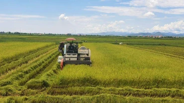Nông dân huyện Quảng Ninh (Quảng Bình) thu hoạch lúa hè thu.