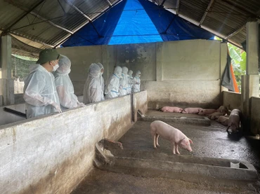 Cục Thú y (Bộ Nông nghiệp và Phát triển nông thôn) kiểm tra tình hình dịch bệnh tại huyện Bạch Thông (Bắc Kạn). Ảnh: THU TRANG