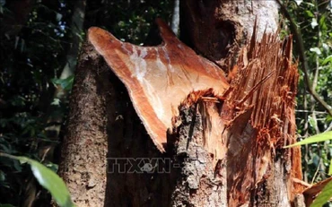 Hiện trường cây bị chặt phá.