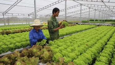 Trồng rau sạch. (Nguồn: TTXVN)