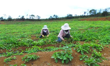 : Nhiều hộ dân đồng bào dân tộc thiểu số tỉnh Kon Tum bỏ cây sắn qua trồng dược liệu, cho thu nhập tăng gấp đôi. Trong ảnh: Chị Y Mua, xã Măng Cành, huyện Kon Plông bỏ trồng sắn sang trồng cây đương quy.
