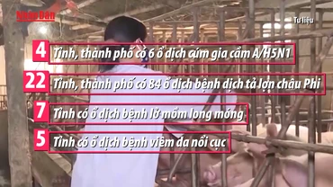 [Video] Triển khai các giải pháp phòng, chống dịch bệnh gia súc, gia cầm 