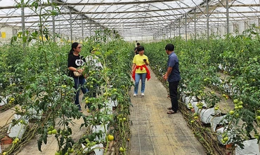 Trồng cà chua trong nhà lưới tại Ban Quản lý Khu Nông nghiệp ứng dụng công nghệ cao Măng Đen.