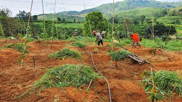 Đồng bào dân tộc thiểu số huyện Sa Thầy chuyển đổi mô hình từ trồng sắn sang trồng chanh dây cho hiệu quả kinh tế cao.