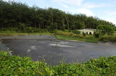 Bể biogas của trại lợn bị rách bạt, nước thấm trực tiếp ra ngoài.
