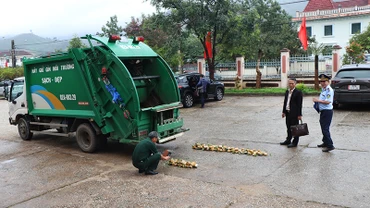 Tiêu hủy 148 cây sâm giống giả sâm Ngọc Linh.