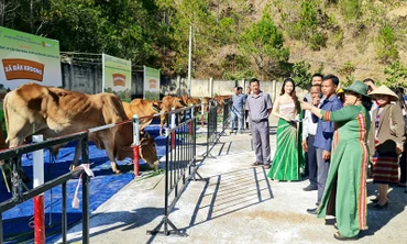 Các đại biểu, khách hàng, người dân tham quan các quầy trưng bày gia súc