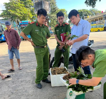 Kon Tum: Thu giữ hàng chục kg sâm nghi giả sâm Ngọc Linh
