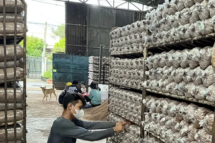 Việc chuẩn hóa thủ tục nhằm tránh gián đoạn quyền sở hữu và bảo đảm sản phẩm địa phương tiếp tục được sử dụng nhãn hiệu hợp pháp trong hoạt động sản xuất-kinh doanh.