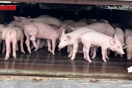 [Video] Phát hiện xe tải chở 97 con lợn mắc dịch tả lợn châu Phi tại Đắk Lắk