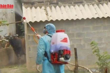 [Video] Nguy cơ Chikungunya: Việt Nam tuyệt đối không chủ quan 