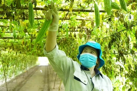 Hợp tác xã kỳ vọng sẽ có nhiều chính sách hỗ trợ hơn trong chuyển đổi số.