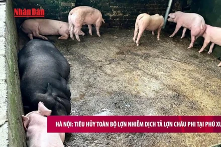 [Video] Hà Nội: Tiêu hủy toàn bộ lợn nhiễm dịch tả lợn châu Phi tại Phú Xuyên
