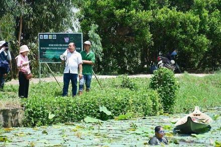 Mô hình nông nghiệp xanh tại An Giang: Trồng sen kết hợp nuôi cá trê vàng.