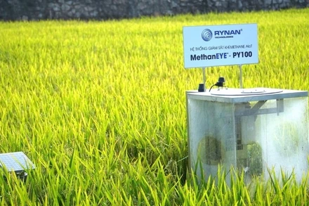 Quy trình MRV gồm 6 bước: Chuẩn bị, đăng ký, thiết lập đường cơ sở, đo đạc, báo cáo, thẩm định.