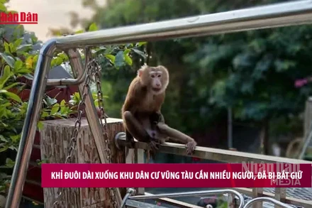 [Video] Khỉ đuôi dài xuống khu dân cư Vũng Tàu cắn nhiều người, đã bị bắt giữ