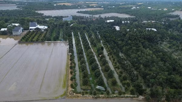 Khu vực đất lúa và vườn cây ăn trái xen nhau ở xã Mỹ Thành (tỉnh Đồng Tháp).