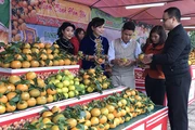 Sản phẩm cam sành Hàm Yên được giới thiệu đến đông đảo người tiêu dùng.