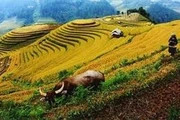 Bảo hiểm ABIC góp phần ổn định sản xuất nông nghiệp.