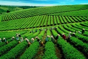 Tổng công ty chè lớn nhất Việt Nam chào bán 31,8% vốn điều lệ
