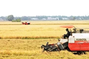 Những cánh đồng vàng vùng Châu thổ Cửu Long.