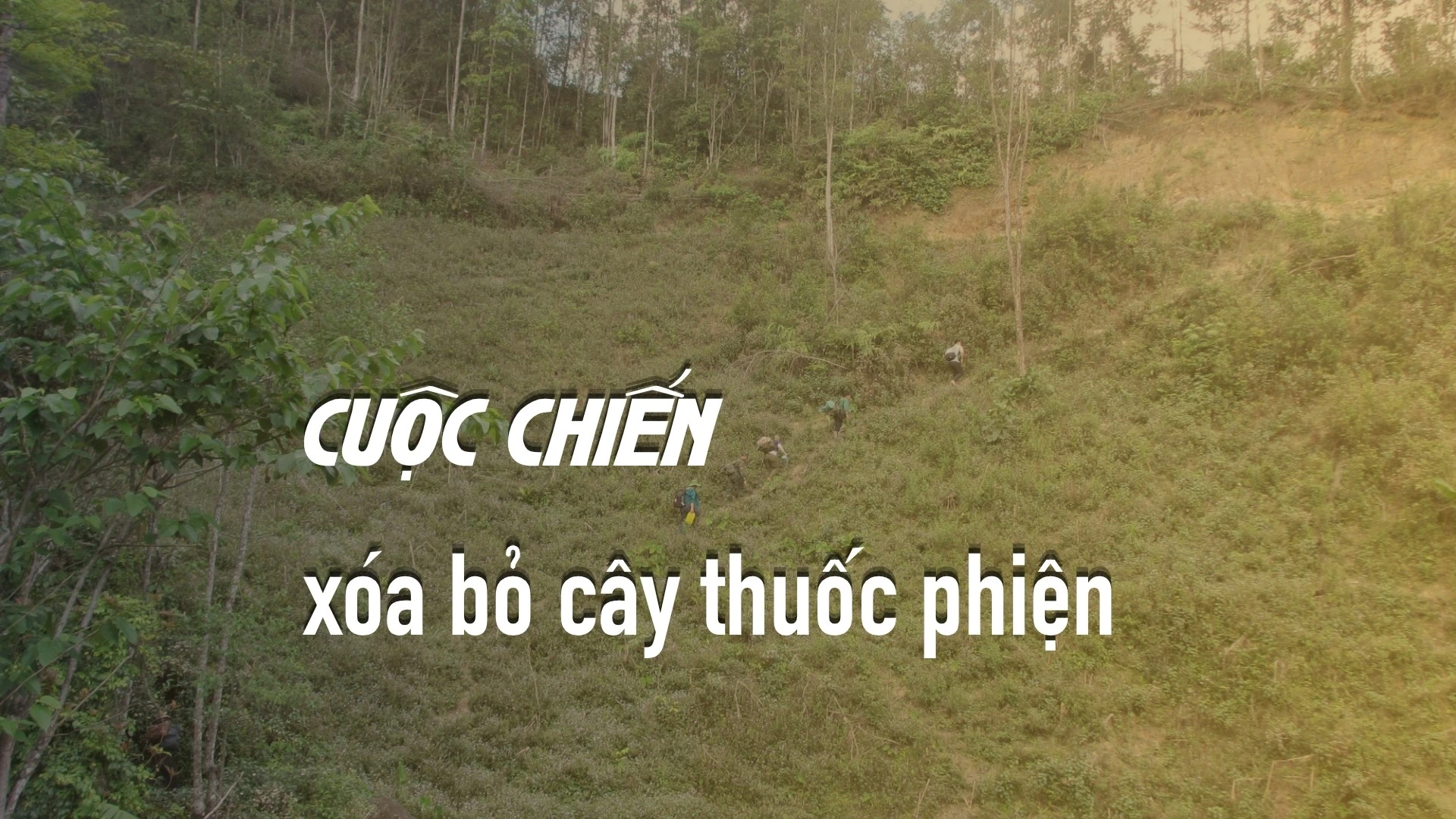 Cuộc Chiến Thầm Lặng Trên Núi Cao: Đoàn Công Tác 06 Triệt Phá Cây Thuốc Phiện