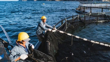 Khu vực nuôi cá chẽm công nghệ cao trên vịnh Vân Phong, tỉnh Khánh Hòa. (Ảnh: BẢO TRANG)