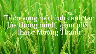 Triển vọng mô hình canh tác lúa thông minh, giảm phát thải ở Mường Thanh