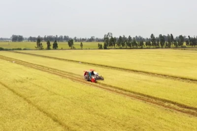 [Video] Hình thành 5 vùng nguyên liệu nông, lâm sản đạt chuẩn