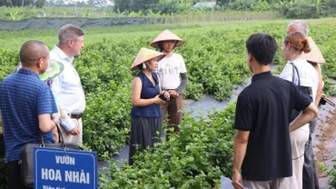 Hà Nội cần một số quy định có tính đặc thù để phát huy tối đa tiềm năng sử dụng đất nông nghiệp.