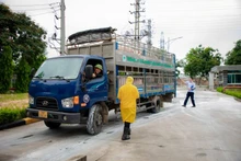 Vận chuyển lợn vào nhà máy giết mổ của công ty C.P ( KCN Phú Nghĩa, huyện Chương Mỹ, Hà Nội).