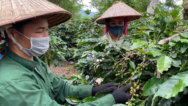 Trồng cà-phê giúp nông dân Điện Biên vươn lên làm giàu. (Ảnh: nhandan.vn)