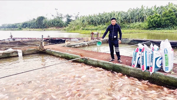 Người dân xã Tân Hưng, tỉnh Hưng Yên chăm sóc cá lồng trên sông. (Ảnh DƯƠNG MIỀN)