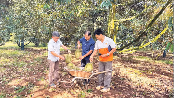 Vườn sầu riêng của gia đình ông Trần Quang Tá, xã Ea Knuếc (Đắk Lắk)