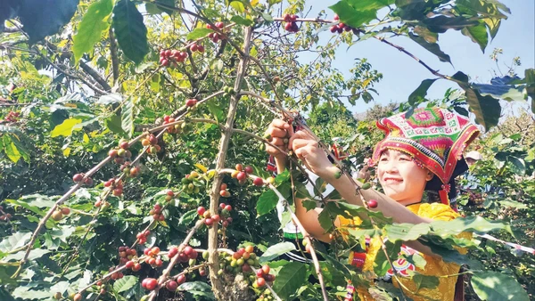 Nông dân Sơn La thu hoạch cà-phê.