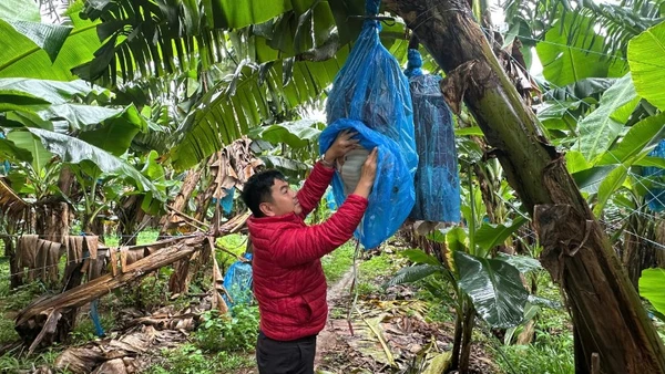 Quy trình canh tác chuối chuyên nghiệp, bài bản tại Công ty An Thịnh Khang-Farm (Gia Lai).