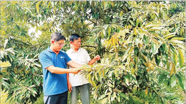 Vườn sầu riêng sử dụng thuốc bảo vệ thực vật an toàn, hiệu quả tại xã Hậu Mỹ, tỉnh Đồng Tháp.