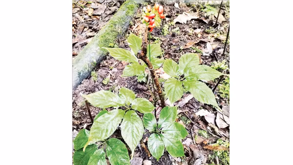 Cây sâm Ngọc Linh trên núi Hòn Bà.