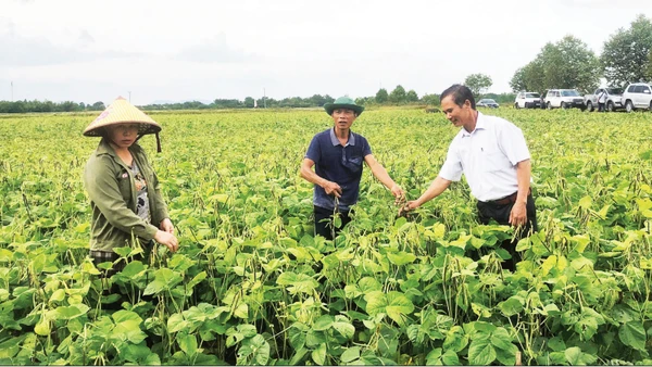 Trung tâm Khuyến nông quốc gia hỗ trợ nông dân xã Đức Minh, tỉnh Hà Tĩnh trồng cây đậu xanh.