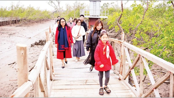 Khách du lịch tham quan rừng ngập mặn Đồi Rồng, phường Đồ Sơn, thành phố Hải Phòng. (Ảnh NGUYỄN ĐĂNG)