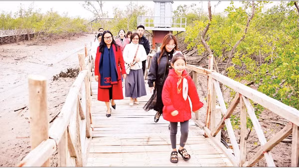 Khách du lịch tham quan rừng ngập mặn Đồi Rồng, phường Đồ Sơn, thành phố Hải Phòng. (Ảnh NGUYỄN ĐĂNG)