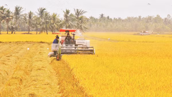 Nông dân thu hoạch lúa tại xã Vĩnh Thuận Đông, thành phố Cần Thơ. (Ảnh: TTXVN)