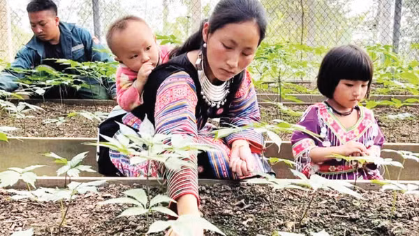 Cây sâm Ngọc Linh được Công ty TNHH một thành viên Đầu tư xây dựng Thành Long đưa về trồng giúp người dân Sơn La nâng cao thu nhập. (Ảnh CHÍ LONG)