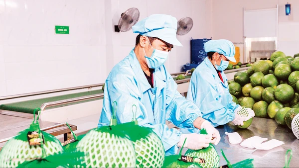 Đóng gói trái cây xuất khẩu tại Công ty Vina T&T Group. (Ảnh MINH ANH)